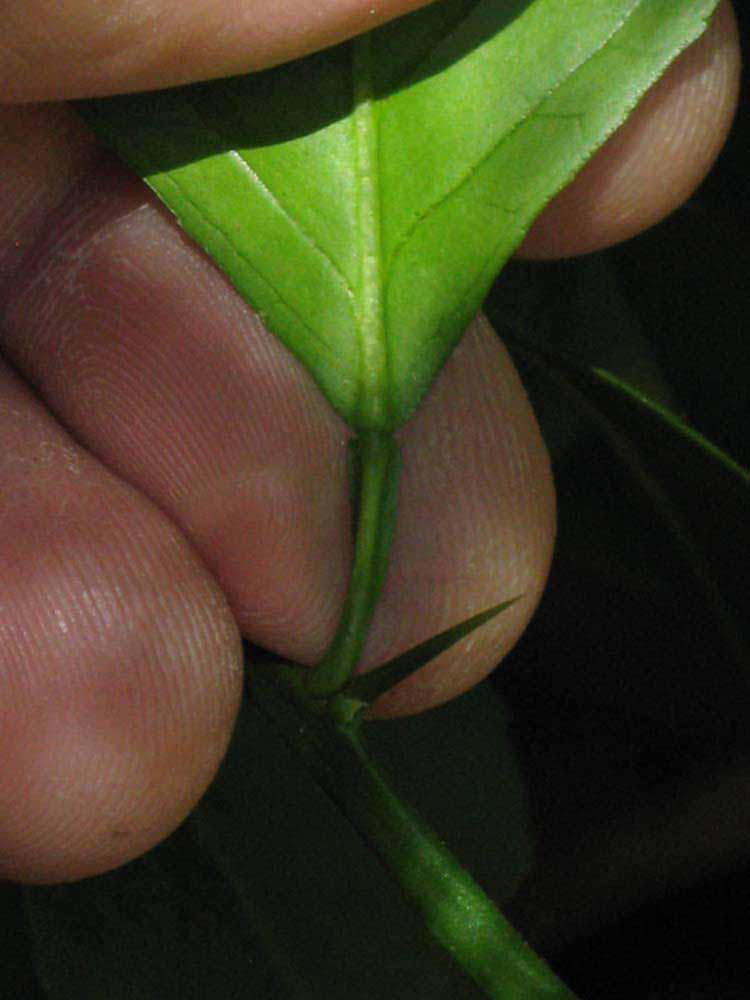              Petiole (Riverside, CA)       